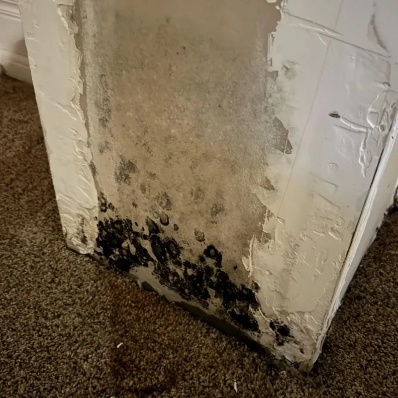 Professional Mold Removal in Franconia, VA